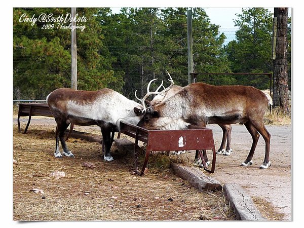 Bear Country-03-Reindeer.jpg