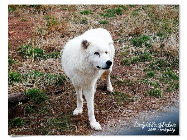 Bear Country-04-Arctic Wolves.jpg