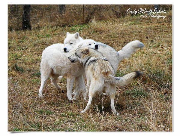 Bear Country-05-Arctic Wolves.jpg