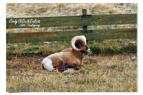 Bear Country-06-Big Horn Sheep.jpg