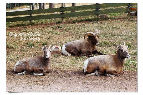 Bear Country-07-Big Horn Sheep.jpg