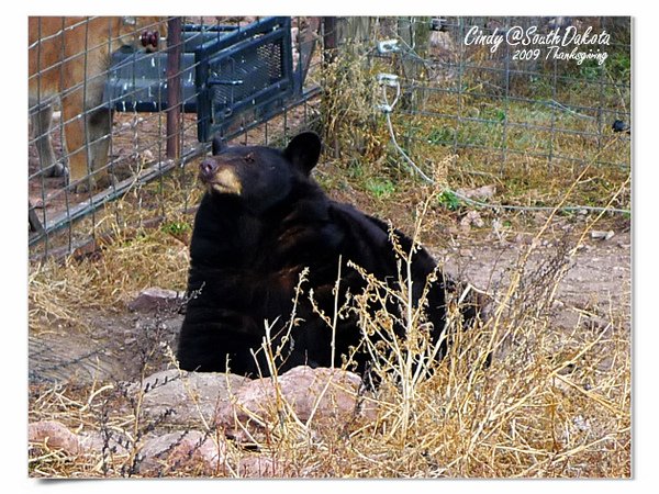 Bear Country-09-Black Baer.jpg