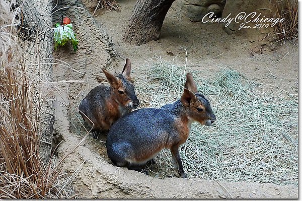 Lincoln Park Zoo-24.jpg