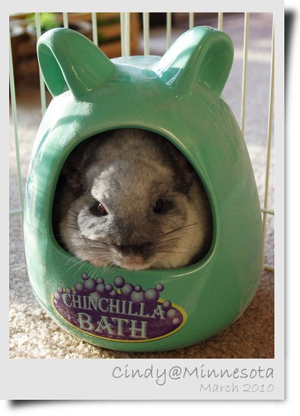 Chinchilla-01.jpg