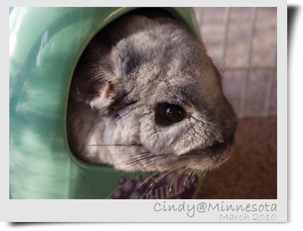 Chinchilla-03.jpg