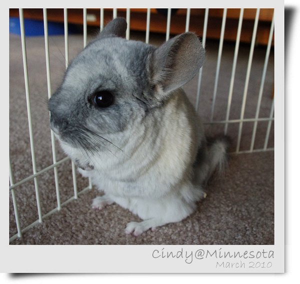 Chinchilla-07.jpg