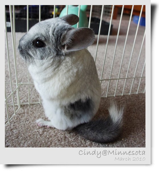 Chinchilla-09.jpg