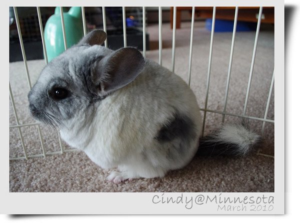 Chinchilla-10.jpg