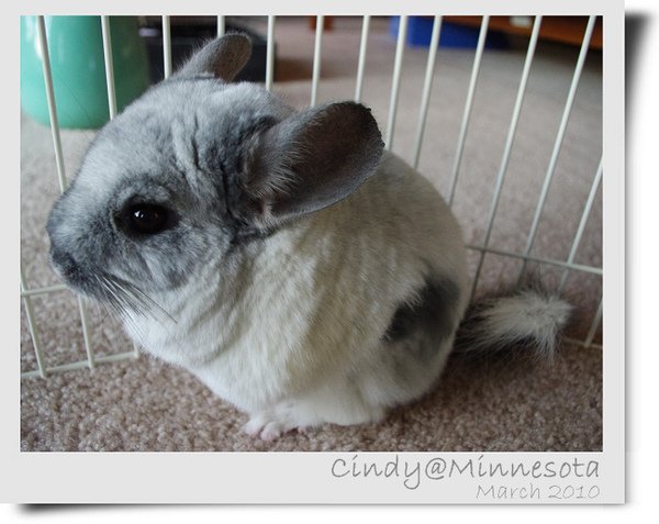 Chinchilla-11.jpg