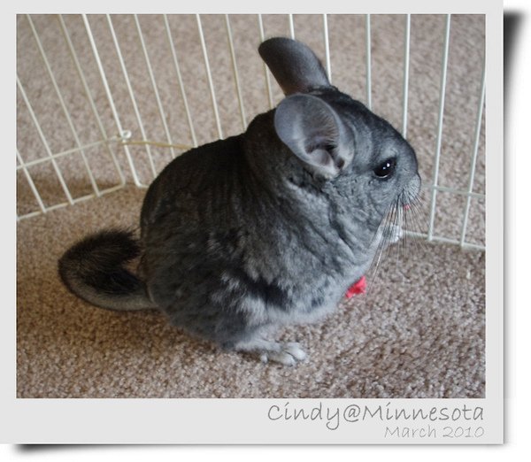 Chinchilla-14.jpg