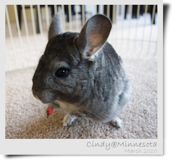 Chinchilla-16.jpg