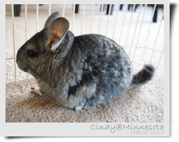 Chinchilla-18.jpg