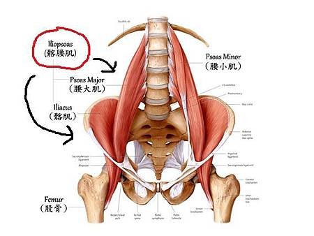 psoas