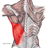 Latissimus_dorsi