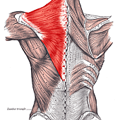 380px-Trapezius_Gray409