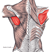 380px-Infraspinatus