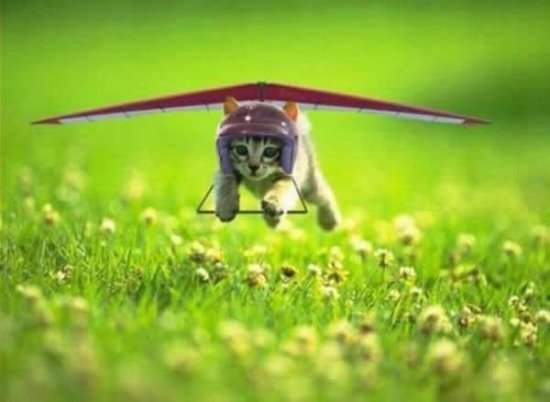 flyingcat