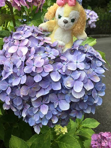写真 2019-06-19 15 26 12.jpg