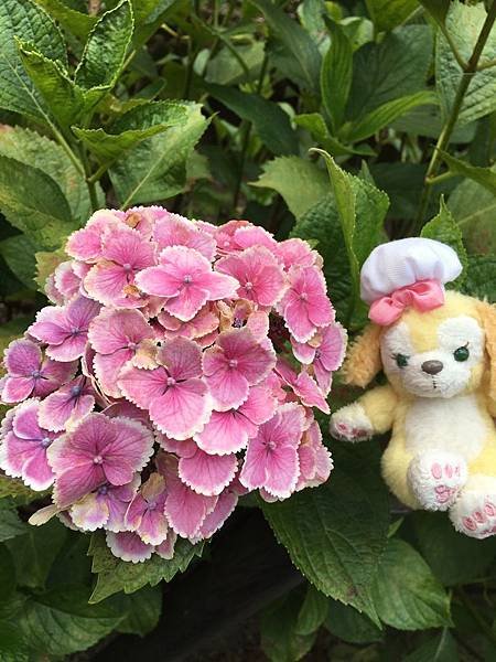 写真 2019-06-19 15 37 34.jpg