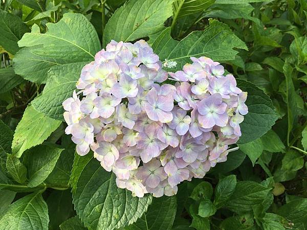 写真 2019-06-19 15 58 20.jpg