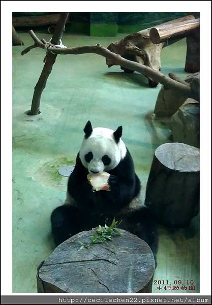 木柵動物園__貓熊_20110910.jpg