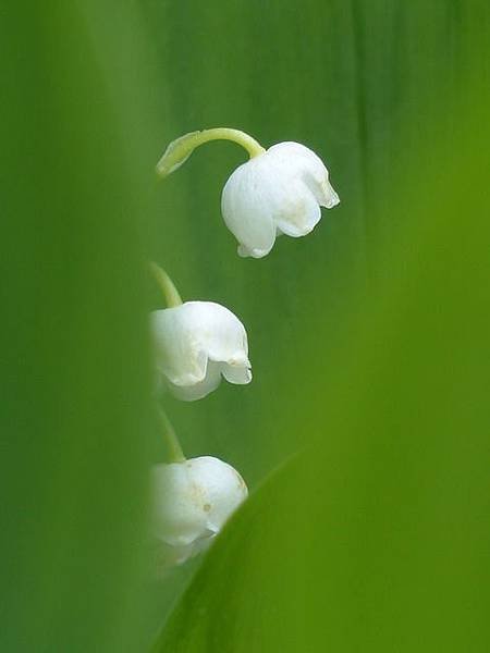 lily-of-the-valley.jpg