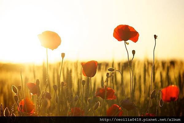 sunset-flower.jpg