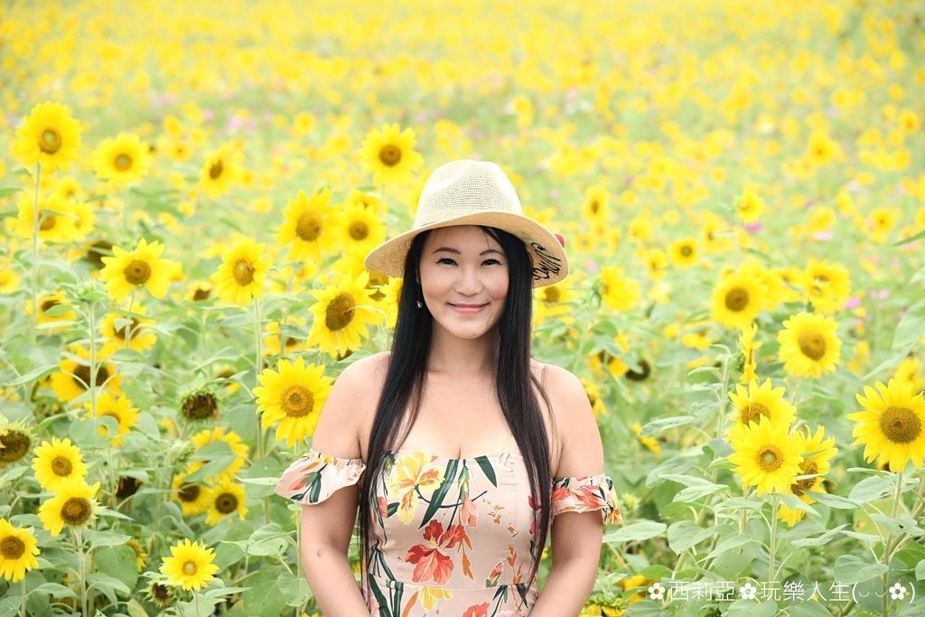 台中后里區｜后里環保公園 金黃向日葵花海綻放 滿滿金黃色幸福