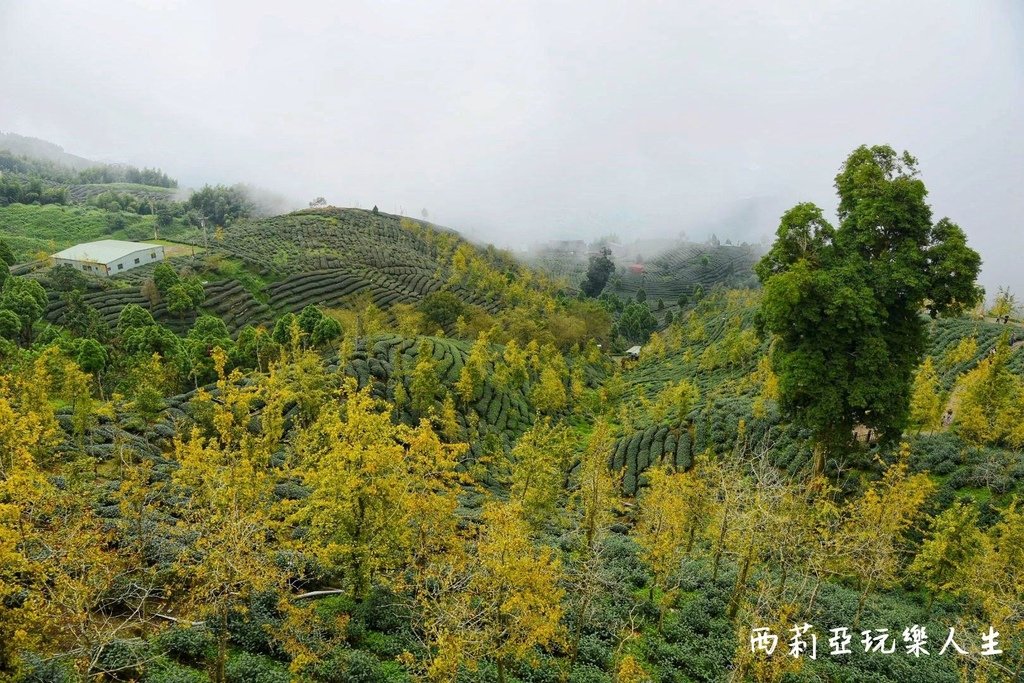 南投鹿谷鄉｜大崙山銀杏森林 大崙山觀光茶園 大崙山觀景台 東