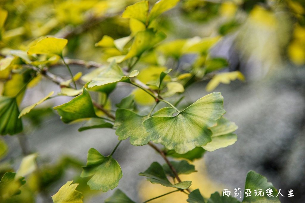 南投鹿谷鄉｜武岫休閒農圃 武岫農圃 東南亞最大銀杏林區 南投