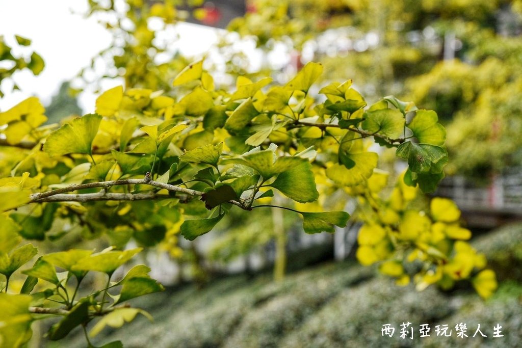 南投鹿谷鄉｜武岫休閒農圃 武岫農圃 東南亞最大銀杏林區 南投