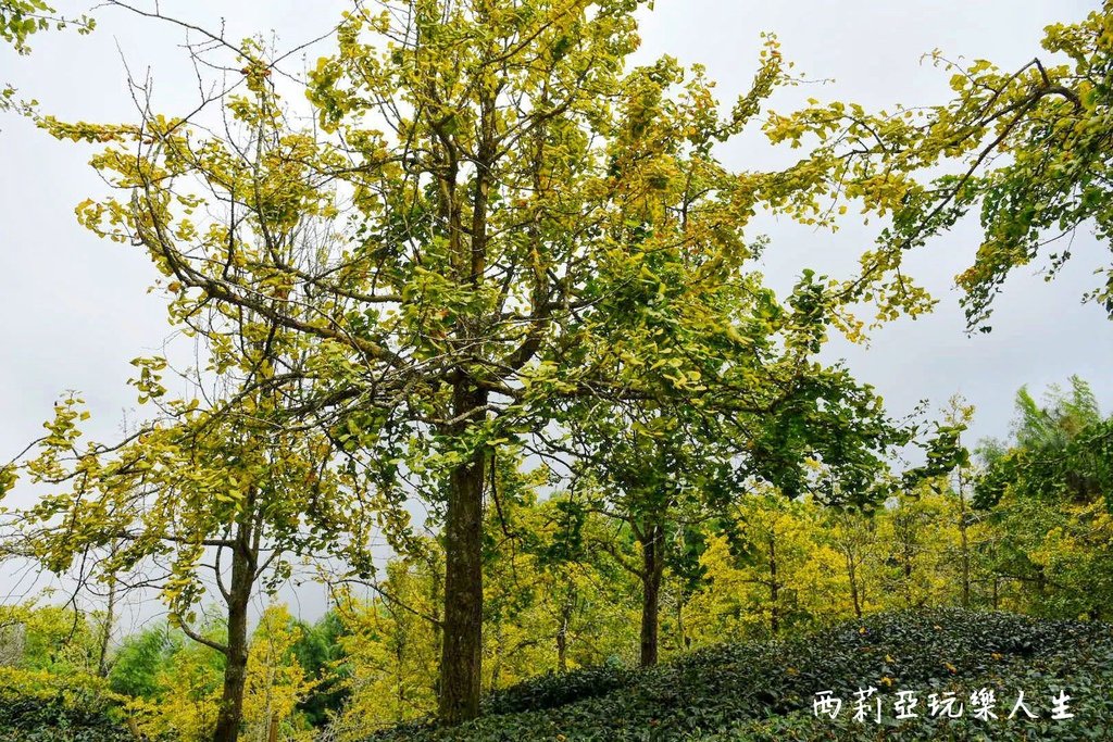 南投鹿谷鄉｜武岫休閒農圃 武岫農圃 東南亞最大銀杏林區 南投