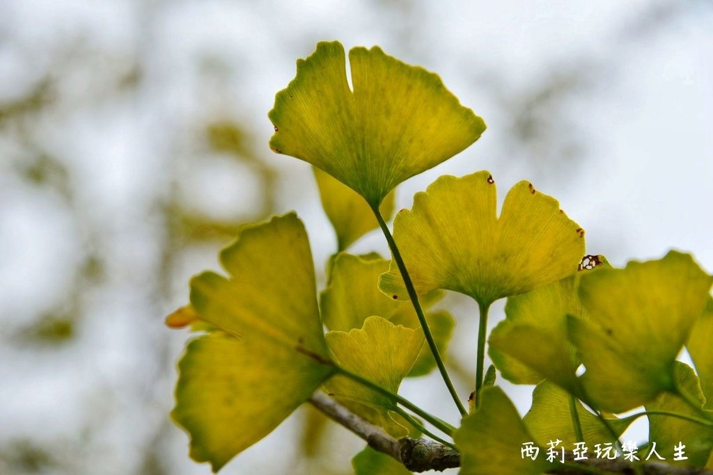 南投鹿谷鄉｜武岫休閒農圃 武岫農圃 東南亞最大銀杏林區 南投