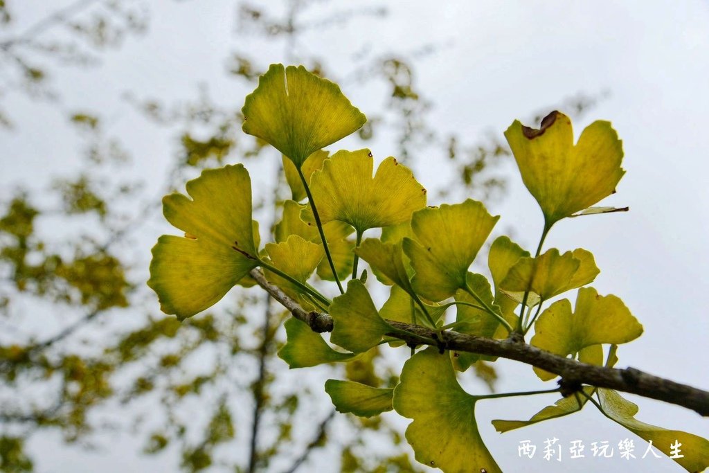 南投鹿谷鄉｜武岫休閒農圃 武岫農圃 東南亞最大銀杏林區 南投