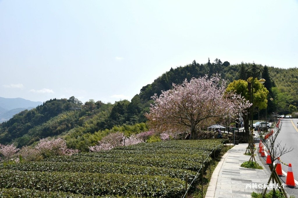 全台10大茶園景觀步道盤點