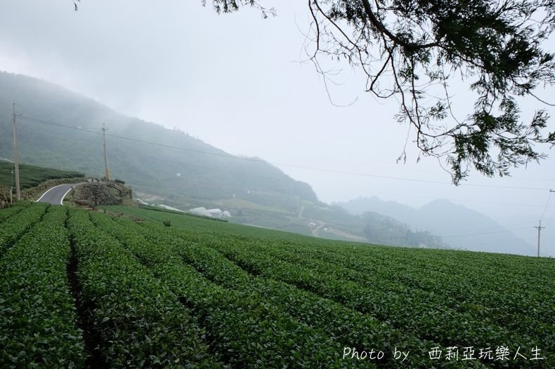 全台10大茶園景觀步道盤點