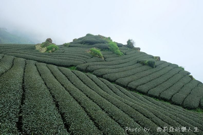 全台10大茶園景觀步道盤點