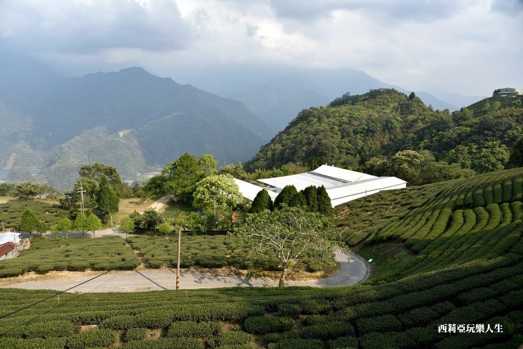 全台10大茶園景觀步道盤點