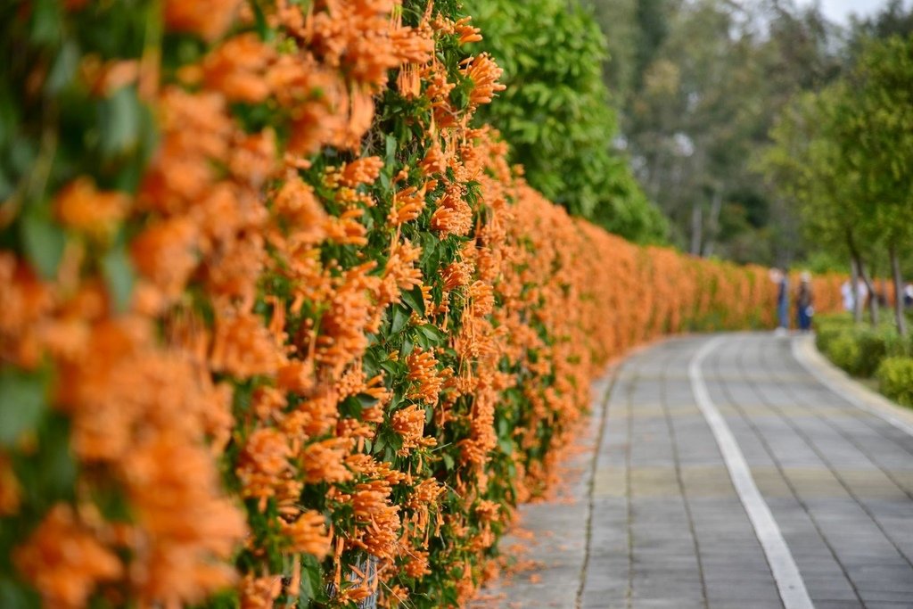 台中后里區｜炮仗花步道