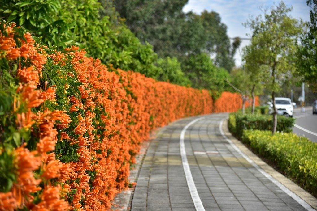 台中后里區｜炮仗花步道