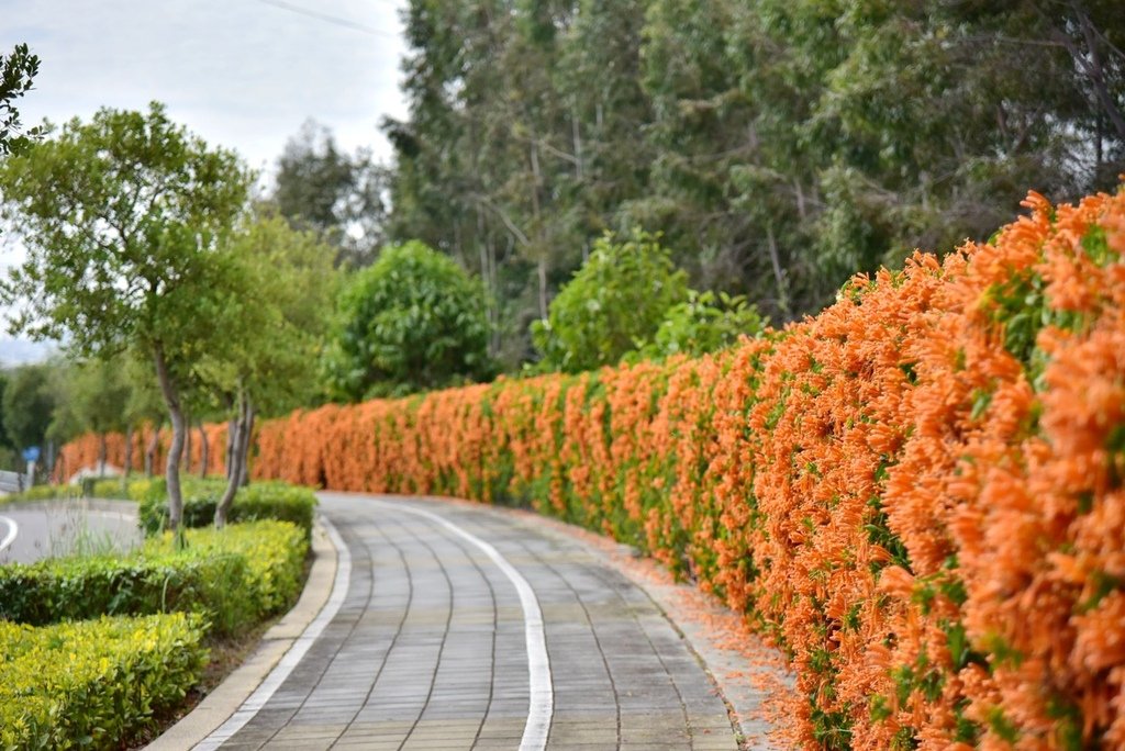 台中后里區｜炮仗花步道