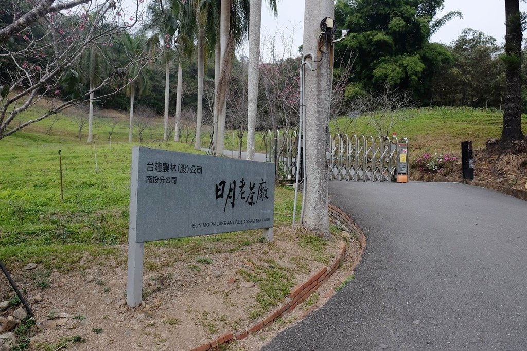南投魚池鄉｜日月老茶廠