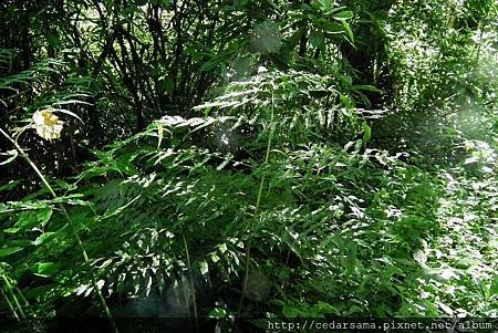 高山鳳ㄚ蕨