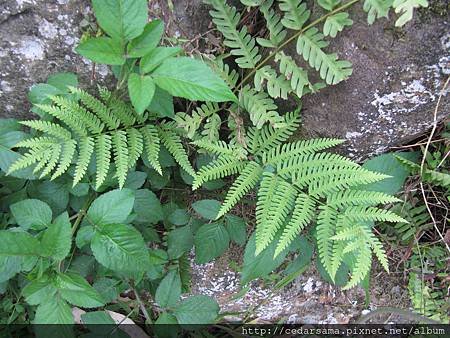 弧脈鳳尾蕨 Pteris biaurita L. 