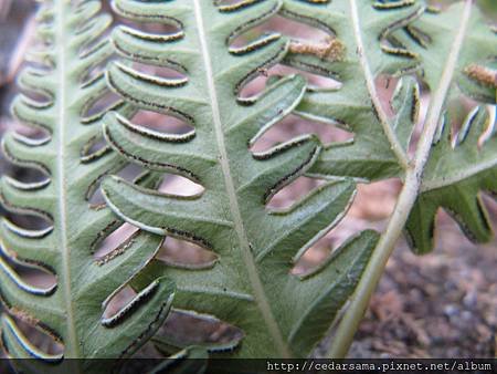 弧脈鳳尾蕨 Pteris biaurita L. 