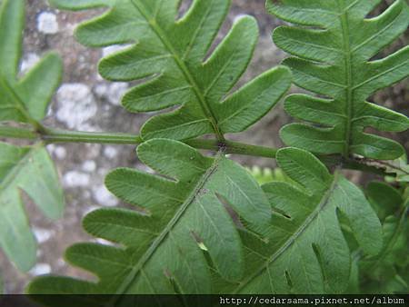 弧脈鳳尾蕨 Pteris biaurita L. 