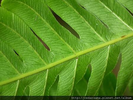 Pteris linearis Poir. 三角脈鳳尾蕨