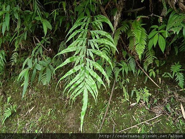 Pteris formosana Bak. 臺灣鳳尾蕨