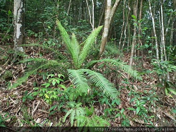 蘇鐵蕨Brainea insignis (Hook.) J. Sm.