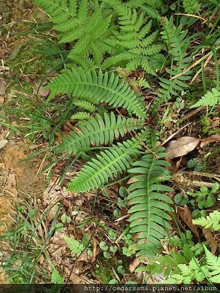 韓氏烏毛蕨Blechnum hancockii Hance